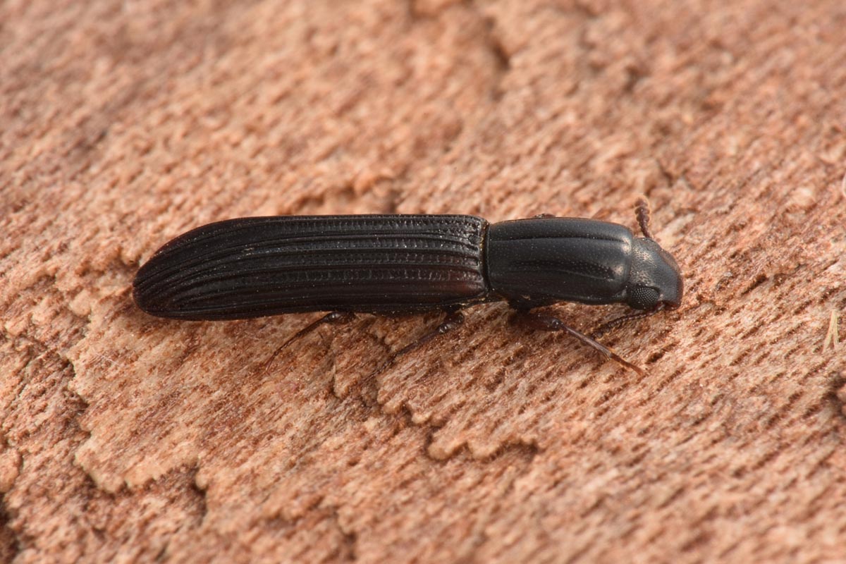 Zopheridae: Colydium elongatum, femmina e maschio